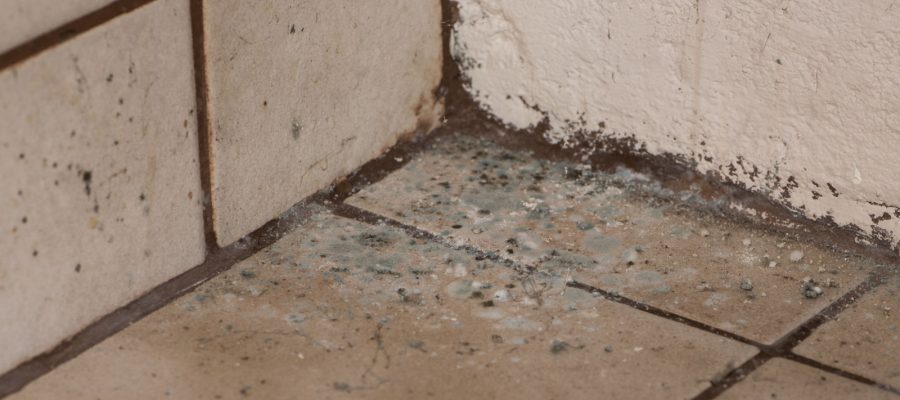 Mold Inspections