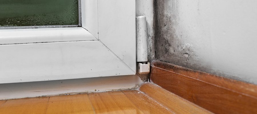 Moisture causing mold in house