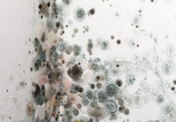 Mold in Home